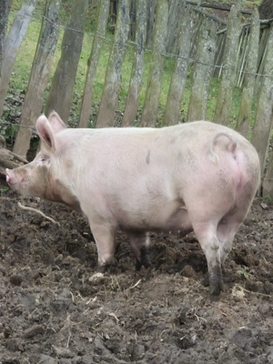 De vânzare animale pentru sacrificat  - imagine 2