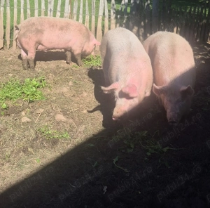 De vânzare animale pentru sacrificat  - imagine 3