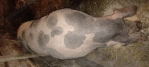 Vând porci de carne  - imagine 2