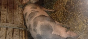 Vând porci de carne 