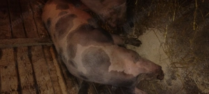 Vând porci de carne  - imagine 3