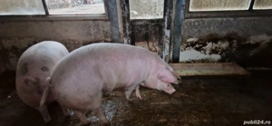 De vânzare porc!  - imagine 2