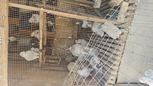 Porumbei voiajori standard pui si maturi - imagine 3