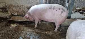 De vânzare porc!  - imagine 3