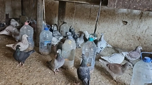 Porumbei voiajori standard pui si maturi - imagine 5