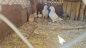 Porumbei voiajori standard pui si maturi - imagine 2