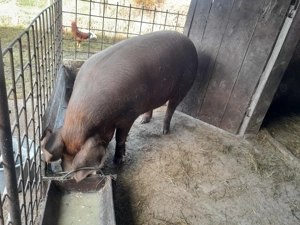 Vând porc rasa carne - imagine 2