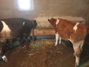 Vitei de vanzare - imagine 5