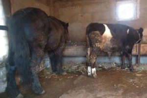 Vitei de vanzare - imagine 3