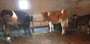 Vitei de vanzare - imagine 2