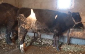 Vitei de vanzare - imagine 4