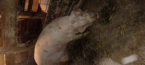 Vând porci de carne  - imagine 4