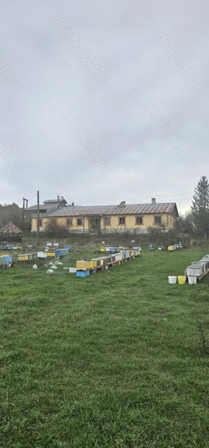 De vanzare 13700 mp teren in Com.Dobretu la 20 min Craiova  - imagine 7