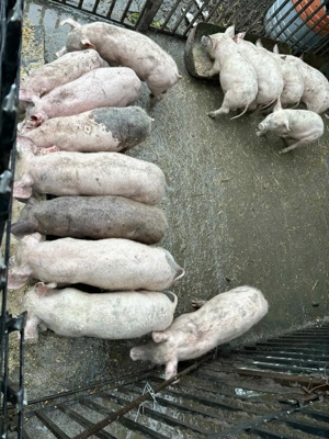 Vand purcei 750 - imagine 2