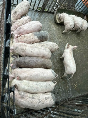 Vand purcei 750 - imagine 4