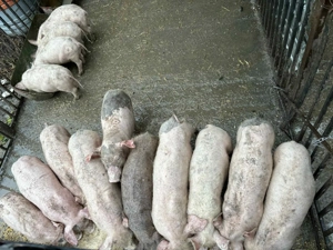 Vand purcei 750 - imagine 1