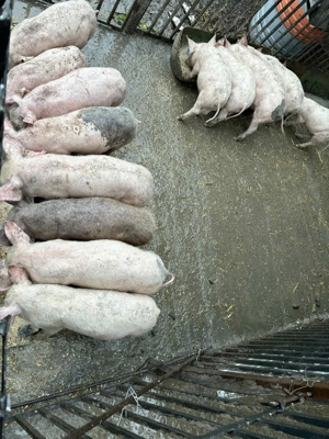 Vand purcei 750 - imagine 3