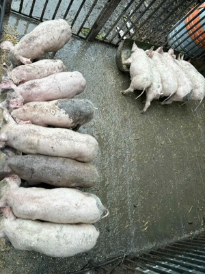 Vand purcei 750 - imagine 5