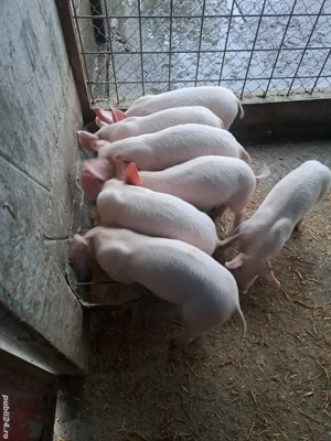 vind grostei.                     - imagine 3