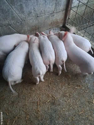 vind grostei.                     - imagine 2