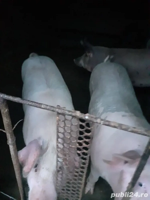 porci de Crăciun  - imagine 3