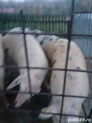 porci de Crăciun  - imagine 2