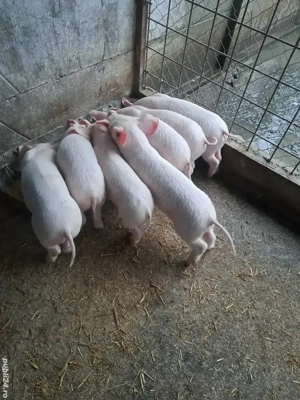 vind grostei.                     - imagine 4