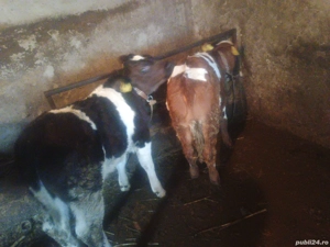 de vânzare  - imagine 2