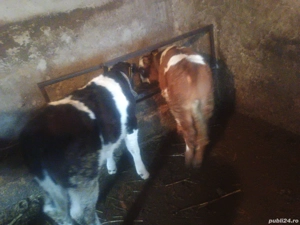 de vânzare  - imagine 3