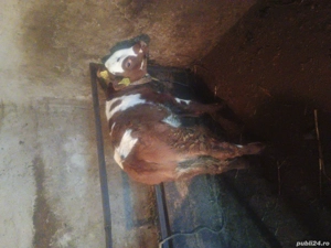 de vânzare  - imagine 4