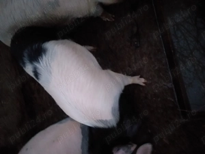 Vand porc 120 kg - imagine 2