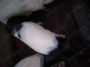 Vand porc 120 kg - imagine 3