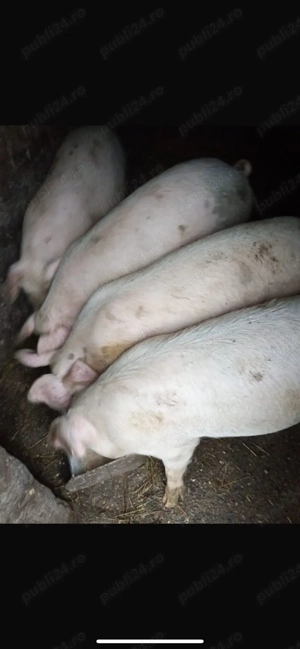 Porci de vanzare pt Craciun, Braila