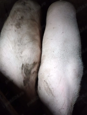 Porci de vanzare pt Craciun, Braila - imagine 2