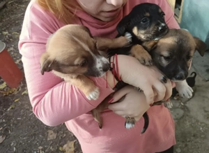 Donez prichindei. Mai jucăuși nu găsiți  - imagine 2