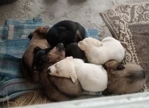 Donez prichindei. Mai jucăuși nu găsiți 