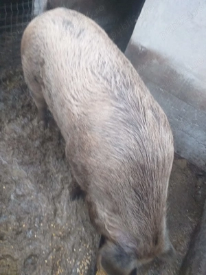Porc de vanzare 