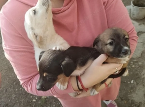 Donez prichindei. Mai jucăuși nu găsiți  - imagine 3