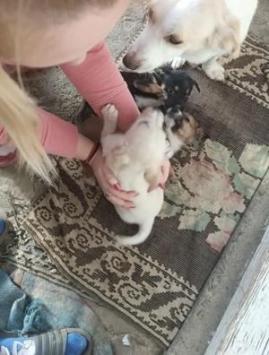 Donez prichindei. Mai jucăuși nu găsiți  - imagine 5