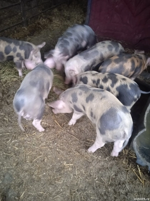 purcei Pietrean  - imagine 2