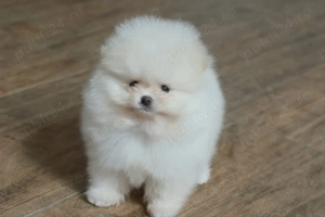 Pui pomeranian talie foarte mica