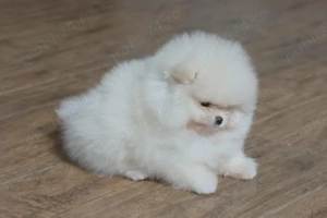 Pui pomeranian talie foarte mica - imagine 2