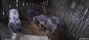 grasuni pietrean  belgian - imagine 2