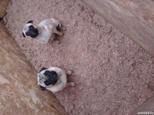 disponibili fetita si baiat pug mops baiatu are 4 ani si fetita 3 ani  
