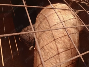 porc crescut la tara cu cereale bio fara concentrate este rasa de carne are in jur de 180  190 kg - imagine 5