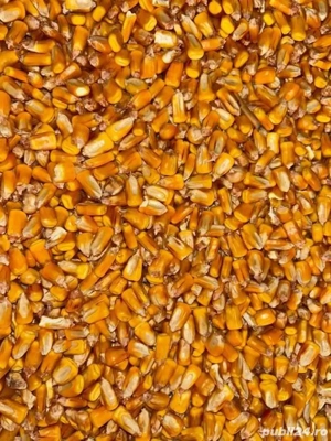 Porumb productia 2025