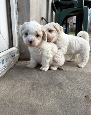 Vand bichoni rasă pură! - imagine 2