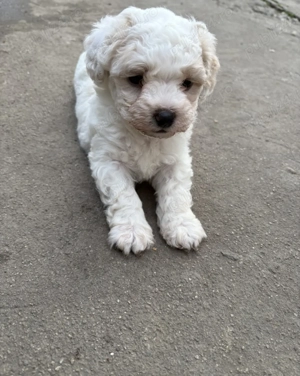 Vand bichoni rasă pură!