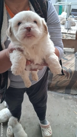 pui shi-tzu , 6 saptamani  