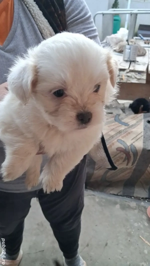 pui shi-tzu , 6 saptamani   - imagine 2